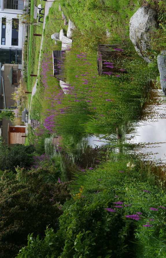 Sumpfgraben im Spätsommer des 2. Jahres © Maria Siegl