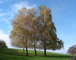 Betula pendula Hänge-Birke © Kumpfmüller
