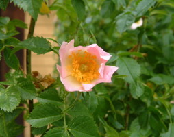 Rosa canina Hundsrose © Kumpfmüller