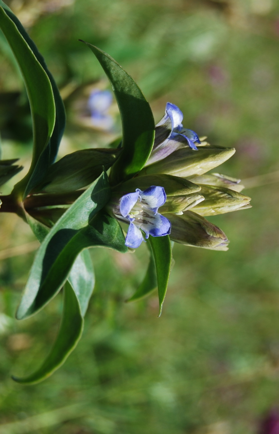  Ein außerordentlicher Schatz: Kreuz-Enzian © Voitsauer Wildblumensamen