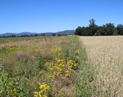 Da die Blühflächen regelmäßig in der Flur verteilt liegen, haben Nützlinge, wie zum Beispiel die Wildbienen, ausreichend Lebensraum.  (c) Rudi Schmid