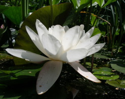 Nymphea alba - Weiße Seerose © Polak