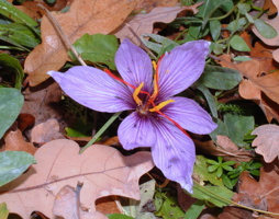 Crocus sativus - Safran-Krokus © Luger