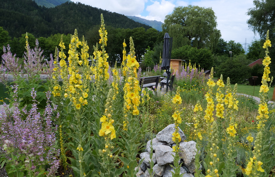 © Maria Siegl
Übrigens: das Projekt wurde für den 'European Award for Ecological Gardening 2025' nominiert - in der Kategorie 2: Biodiversität und Klimawandelanpassung im Garten und Grünraum.