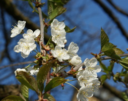Prunus avium Kirschenblüte © Kumpfmüller