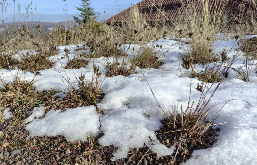 Gründach im Winter © Manfred Luger
