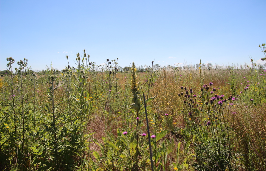 Da wir kaum Gräser für unsere Blühflächenmischungen verwenden fallen die Bestände nicht um, sondern bleiben aufrecht stehen  (c) Rudi Schmid