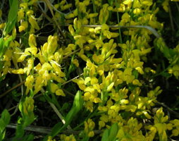 Genista germanica Deutscher Ginster © Kumpfmüller