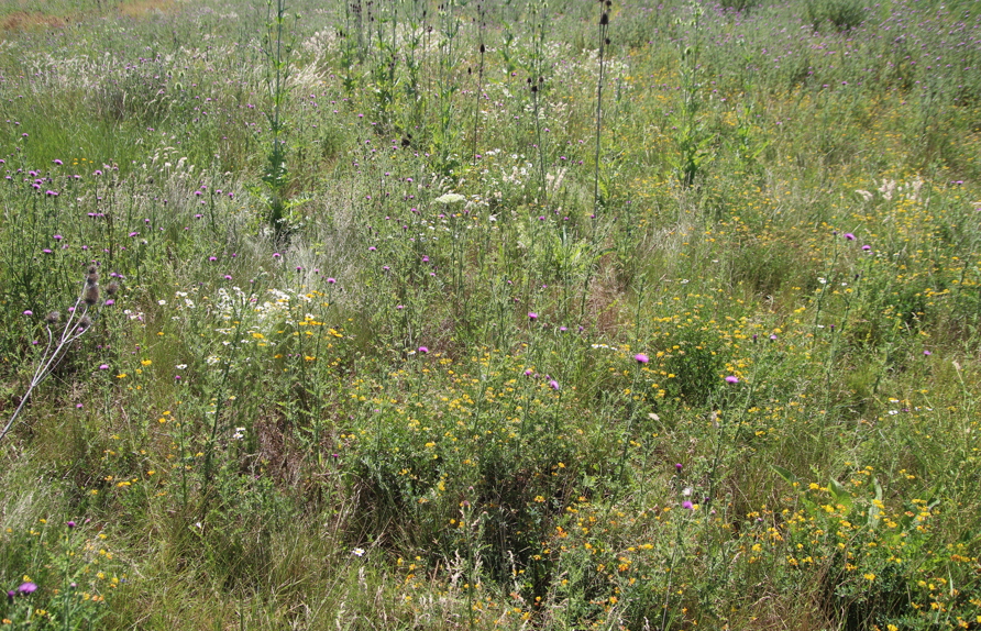 Viele Blühflächen-Pflanzen haben starke Stängel die mehrere Jahre stehen bleiben, wie die Karde im Hintergrund. Das sind die natürlichen Insekten-Hotels  (c) Rudi Schmid