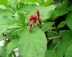 Lonicera alpigena Alpenheckenkirsche © Kumpfmüller