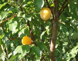 Prunus domestica Kriecherl © Strauch