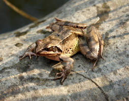 Grasfrosch © Kumpfmüller