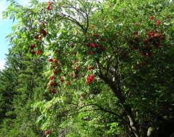 Sambucus racemosa Roter Holunder © Kumpfmüller