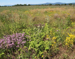 Wir setzen unsere Blühflächenmischungen nach dem Vorbild der natürlichen Sukzession zusammen. Sie enthalten kurzlebige und ausdauernde Pflanzen. Die Kurzlebigen sind in den ersten zwei Jahren nach der Ansaat vorherrschend, dann übernehmen die Ausdauernden. Da viele von ihnen viele Jahrzehnte alt werden können bleiben die Blühflächen dauerhaft vielfältig. Entstehen Lücken (zum Beispiel durch randliche Bodenbearbeitung) können sich die Kurzlebigen aus der Samenbank wieder neu entwickeln.  (c) Rudi Schmid