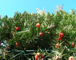 Taxus baccata Eibe Früchte © Lugmair