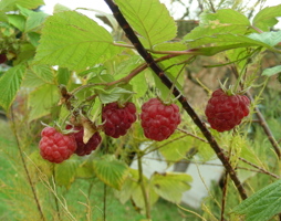 Rubus idaeus Himbeere © Kumpfmüller