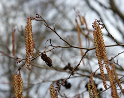 Alnus glutinosa Schwarz-Erle © Kumpfmüller