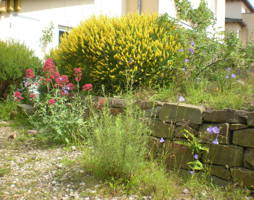 eine schöne Kombination: Ginster und Spornblume © Polak