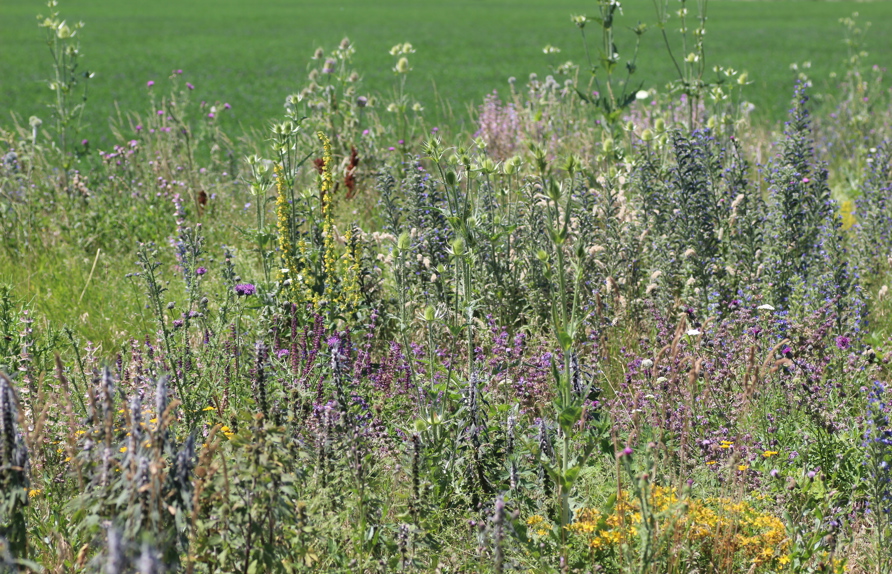 Die hohe Pflanzenvielfalt bewirkt einen langdauernden Blühaspekt (c) Rudi Schmid