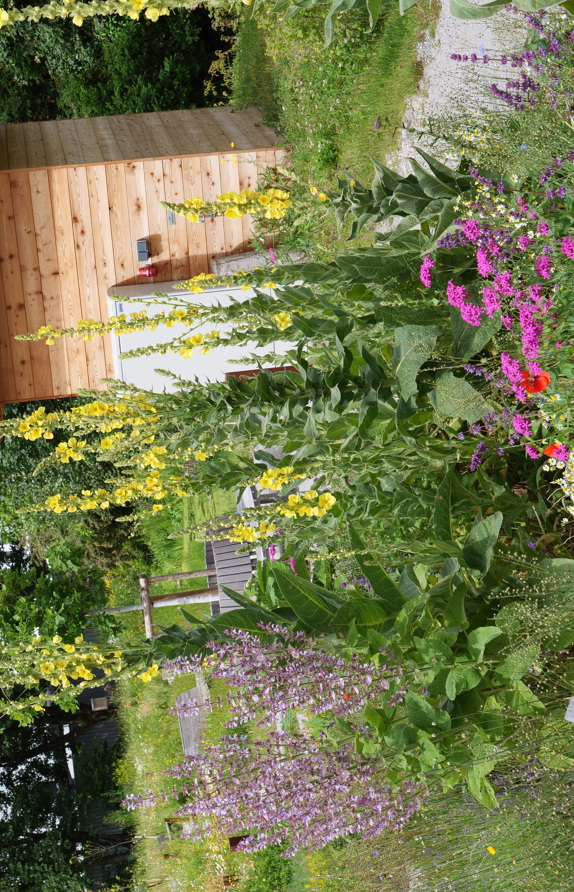 Kräuter-Duftbeet mit immergrünen Strukturelementen (Latschen, Wacholder) © Maria Siegl