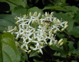 Cornus sanguinea Roter Hartriegel © Kumpfmüller