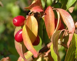 Cornus mas Kornelkirsche © Kumpfmüller