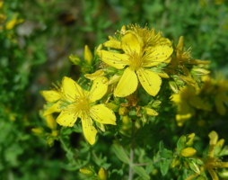 Hypericum perforatum - Echtes Johanniskraut © Kumpfmüller