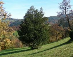 Ilex aquifolium Europäische Stechpalme © Kumpfmüller