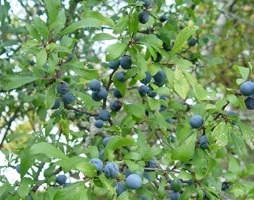 Prunus spinosa Schlehe © Lugmair