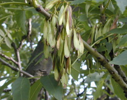 Fraxinus excelsior Gemeine Esche Früchte © Kumpfmüller