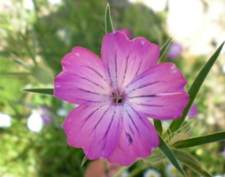 Agrostemma githago - Kornrade © Polak