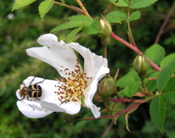 Gebänderter Pinselkäfer © Kumpfmüller