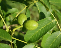 Juglans regia Walnuss Frucht © Kumpfmüller