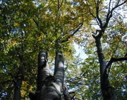 Fagus sylvatika Rotbuche © Kumpfmüller