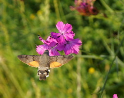 Taubenschwänzchen auf Kartäusernelke © Luger