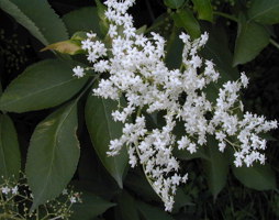 Sambucus nigra Schwarzer Holunder © Kumpfmüller