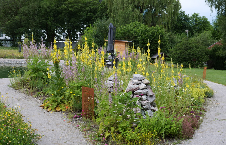 Teil des Kräuter- Duftbeetes mit vorwiegend gelb blühenden Pflanzen (Königskerzen, Frauenmantel, Weinraute, Mutterkraut, Heiligenkraut,……) © Maria Siegl