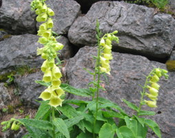 Digitalis grandiflora - Großblütiger Fingerhut © Kumpfmüller