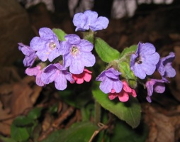 Pulmonaria officinalis - Echtes Lungenkraut © Polak