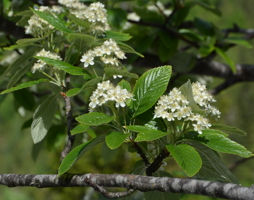 Sorbus aria Mehlbeere © Kumpfmüller