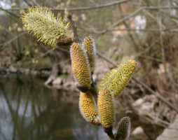 Salix cinerea Aschweide © Lugmair