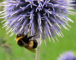 Hummel auf Kugeldistel © Kumpfmüller