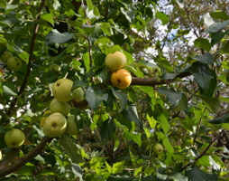 Malus sylvestris Holzapfel © Lugmair