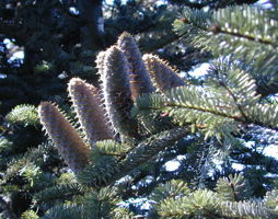 Abies alba Weiß-Tanne © Kumpfmüller