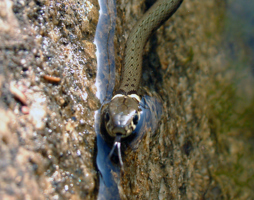 Ringelnatter © Kumpfmüller