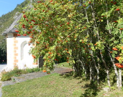 Sorbus aucuparia Vogelbeere Früchte © Kumpfmüller