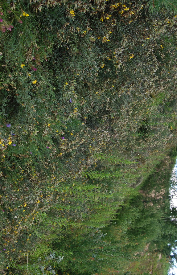 Hangbesfestigung durch Österreichischen Geißklee © Voitsauer Wildblumensamen