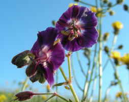 Geranium phaeum - Braun-Storchschnabel © Kumpfmüller