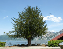 Taxus baccata Eibe © Kumpfmüller