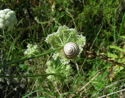 Schnirgelschnecke © Kumpfmüller